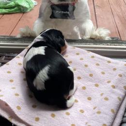 Cavalier King Charles Spaniel Puppies from Kids and Canines