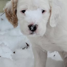 Ruckus - Orange belton male English Setter puppy in Tiskilwa, Illinois from First Harmony Farms