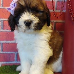 Saint Berdoodles from Mad Hatter Farms Saint Berdoodles