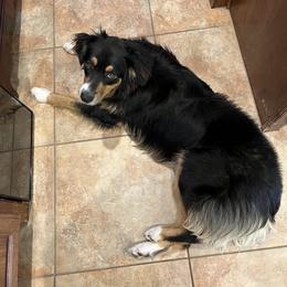 Australian Shepherd All Grown Up from Oak Island Australian Shepherds