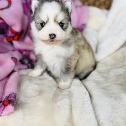 Mini - Silver and white female Pomsky puppy in Yavapai County, Arizona from Pawsh Pomskies
