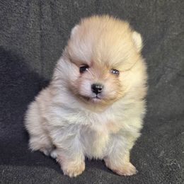 Gideon - Cream sable male Pomeranian puppy in Oak Forest, Illinois from Illinois Poms