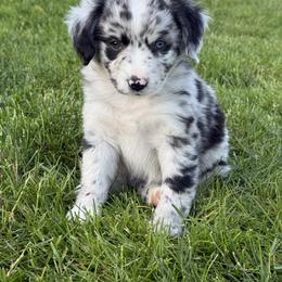 M M - Blue merle female Miniature American Shepherd puppy in Enumclaw, Washington from Mount Peak Mini American Shepherds