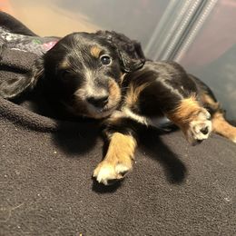 Pink Girl - Piebald female Dachshund puppy in Yuba City, California from Simpson Dachshunds