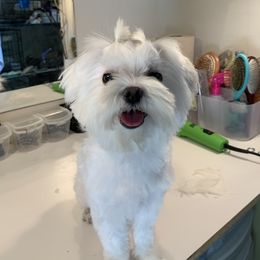 Big Mac - Maltese