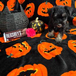 Hershey - Black and silver female Miniature Schnauzer puppy in Rosemount, Minnesota from Weiland's Ruby