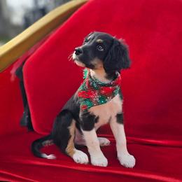 Elvis - Black male Double Doodle puppy in Prescott Valley, Arizona from Ramirez Family Doodles