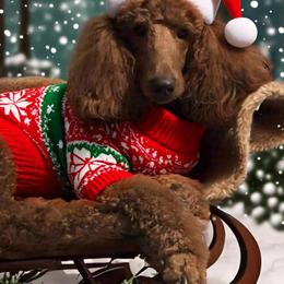 Maggie - Poodle