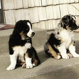 Australian Shepherds from Cottage Farm Aussies