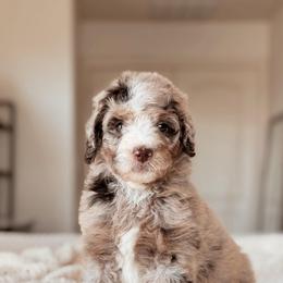 Yosemite, Girl - Chocolate merle female Bernedoodle puppy in Maricopa, Arizona from Desert Ridge Doodles