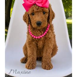 Maxine - Red  female Goldendoodle puppy in State Road, North Carolina from Must Love Doodles