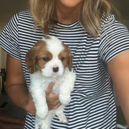 Cavalier King Charles Spaniel Puppies from Cane Creek Cavaliers