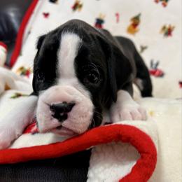 Flashy brindle male - Brindle male Boxer puppy in Enon, Ohio from Diamond Lane Boxers