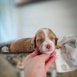 Humphrey - Apricot male Goldendoodle puppy in Cleveland, Tennessee from Edgewater Doodles & Designer Pups