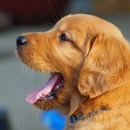 Golden Retriever Puppies from Glenmac Goldens