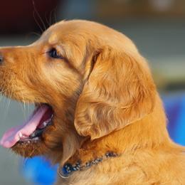 Golden Retriever Puppies from Glenmac Goldens