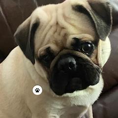Dio - Pug