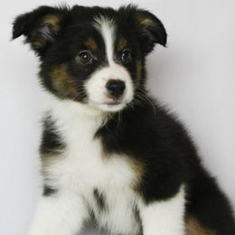 Stella - Black tri-color female Australian Shepherd puppy in Richmond, Texas from Big Zen Aussies