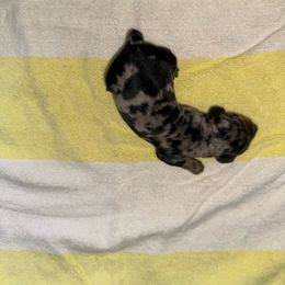 Oakley - Dapple female Dachshund puppy in Hilliard, Florida from Wiggle Weens