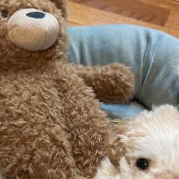 Chihuahuas, Poodles, Yorkipoos, and Yorkshire Terriers from PNW PAWS