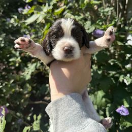 Krypto - Liver and white male English Springer Spaniel puppy in Huntingdon, Pennsylvania from Indian Creek Springers and Doxies