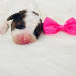 Sable. AKC - Sable female Poodle puppy in Nixa, Missouri from Family Poodles