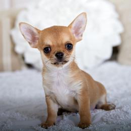 Brice - Red male Chihuahua puppy in Orlando, Florida from Destiny Chihuahuas