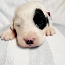 Pink collar - Gray and white female Old English Sheepdog puppy in Smallett, Missouri from Chasin Angus Sheepdogs