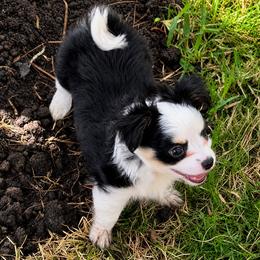 Tux - Black and white male Chihuahua puppy in Tyler, Texas from Fancy Pants Chihuahua’s