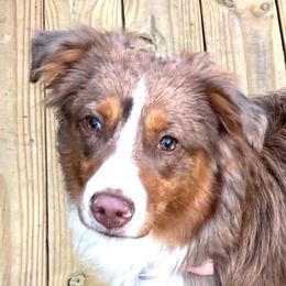 Miniature Australian Shepherds from Ty's Fluff Butt Acres