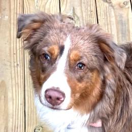 Miniature Australian Shepherds from Ty's Fluff Butt Acres