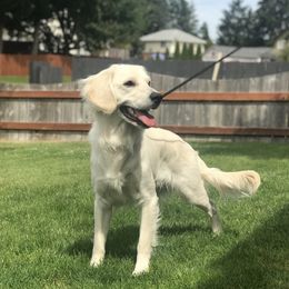 "Charlie" Companion Cross All Grown Up from PNW Mini Golden Retrievers