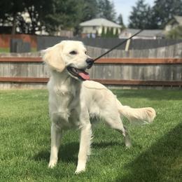 "Charlie" Companion Cross All Grown Up from PNW Mini Golden Retrievers