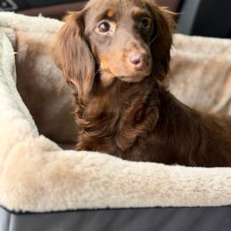 Ms Brownie - Dachshund