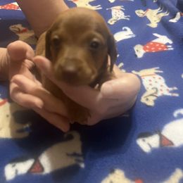 Taz - Red male Dachshund puppy in Wappapello, Missouri from Kandb Dachshunds
