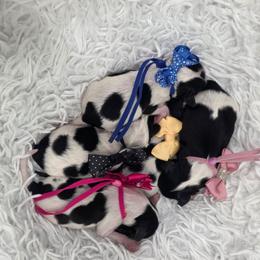 Shihpoo puppies from Sugarland's Texas Goldendoodles