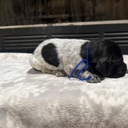 Blue - Black roan male German Shorthaired Pointer puppy in Huntington, Texas from B&B GSP’S