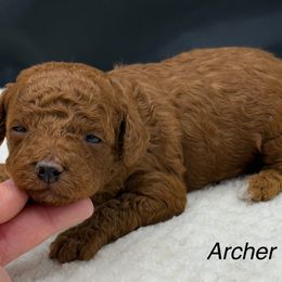 Archer - Red  male Poodle puppy in Wheatland, California from Sapphire Ridge Poodles