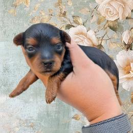 Saturday - Black and tan female Yorkipoo puppy in Coshocton, Ohio from Forever Family Puppies