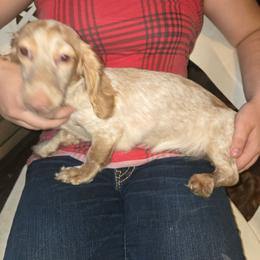 Punky - Dachshund