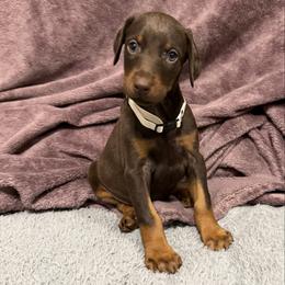 White Collar - Red and rust female Doberman Pinscher puppy in Lake City, Florida from Paintedcrazy Doberman Pinchers