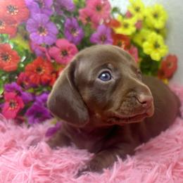 Hershey - Chocolate female Dachshund puppy in Mesquite, Texas from AB Dachshund