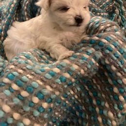 Maltese Puppies from Patti Trent