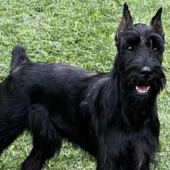Giant Schnauzers, Miniature Schnauzers, and Standard Schnauzers from Die Nassen Baerte
