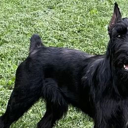 Giant Schnauzers, Miniature Schnauzers, and Standard Schnauzers from Die Nassen Baerte