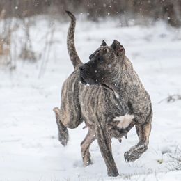 Kalise - Perro de Presa Canario