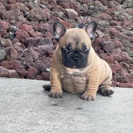 Murphy - Fawn male French Bulldog puppy in Girard, Kansas from Frenchie Kingdom