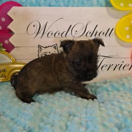 Mr Gray - Red brindle male Cairn Terrier puppy in Savannah, Missouri from WoodSchott Cairn Terriers