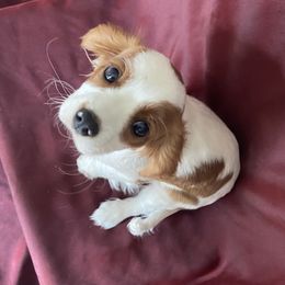Cavalier King Charles Spaniel Puppies from Christina’s Cavaliers