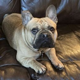 Koda - French Bulldog